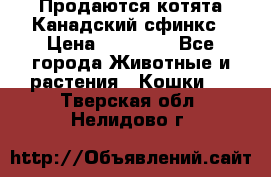 Продаются котята Канадский сфинкс › Цена ­ 15 000 - Все города Животные и растения » Кошки   . Тверская обл.,Нелидово г.